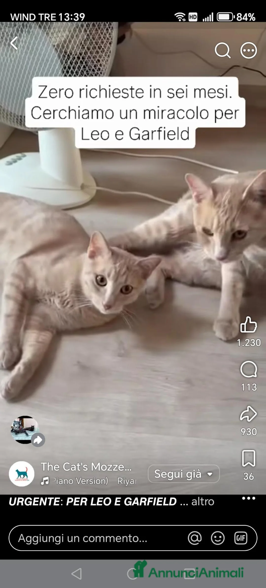 Europeo gatti in regalo: Per Leo e Garfield cerchiamo adozione di coppia  - Annuncio 1