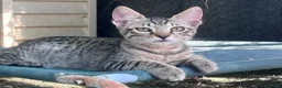 Europeo gatti in regalo: Gattino maschio tigrato a Città metropolitana di Roma Capitale - Annuncio 10
