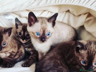 Bengala gatti Cuccioli di bengala - Annuncio 13