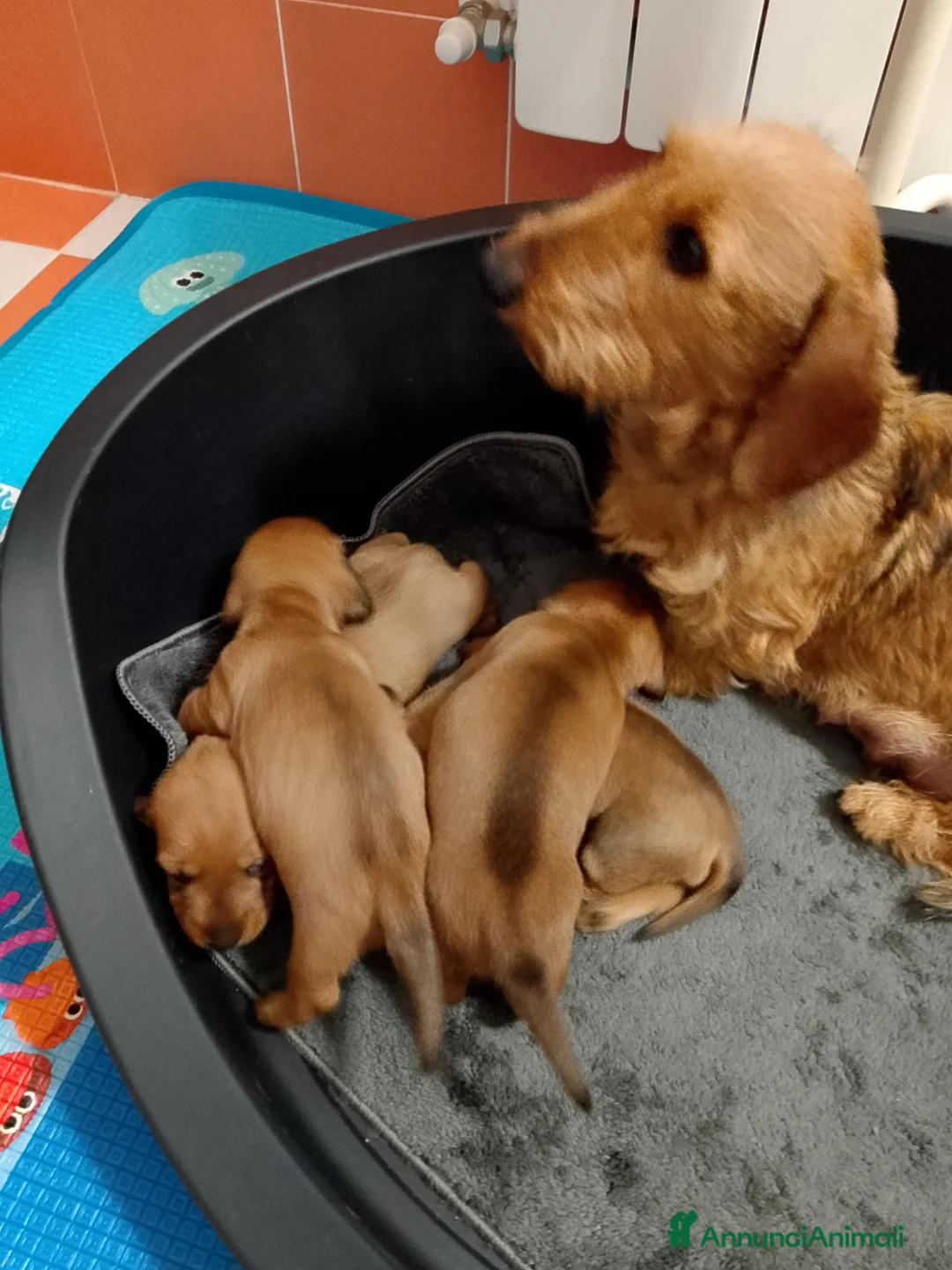 Bassotto cani in vendita: Bassotto pelo duro femmina  - Annuncio 2