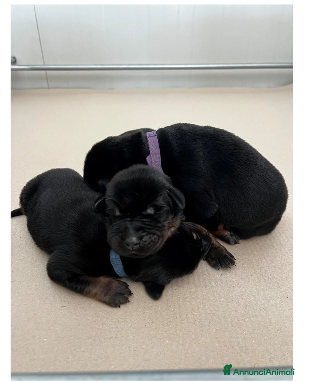 Dobermann cani in vendita: CUCCIOLI DOBERMANN CON PEDIGREE – DISPONIBILI  - Annuncio 2