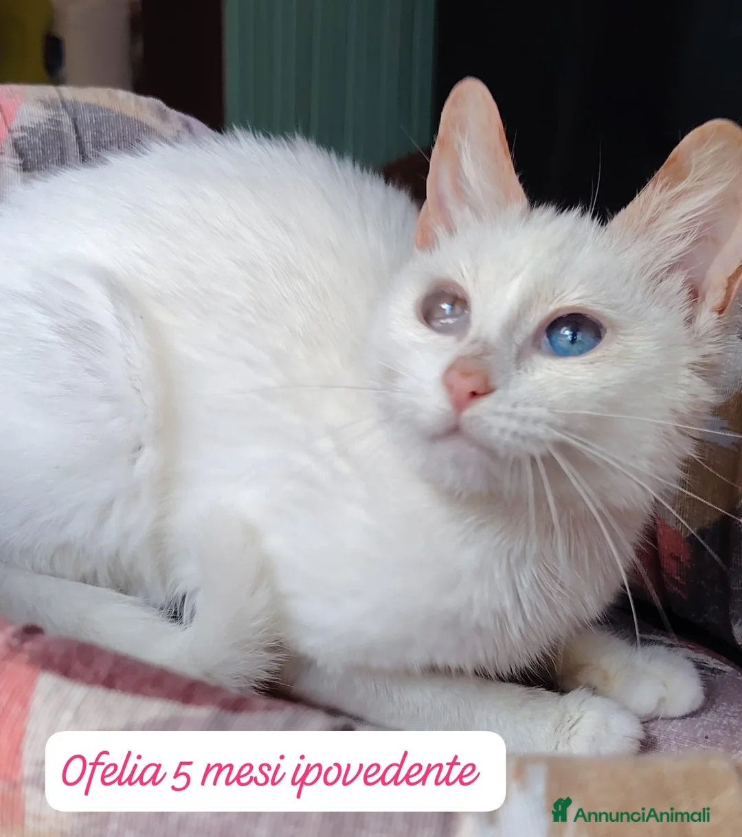 Altre razze gatti in regalo: Famiglie cercasi urgentemente x questi gattini  a Provincia di Monza e della Brianza - Annuncio 2