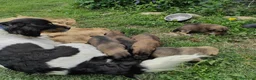 Meticcio cani in regalo: Regalo cuccioli a Provincia di Cuneo - Annuncio 2