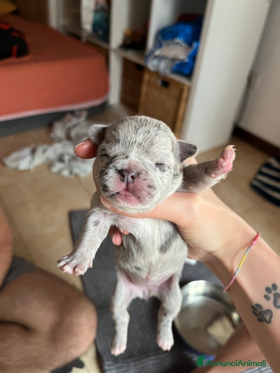 Bulldog Francese cani in vendita: Cuccioli di bulldog francese  a Città Metropolitana di Venezia - Immagine 5