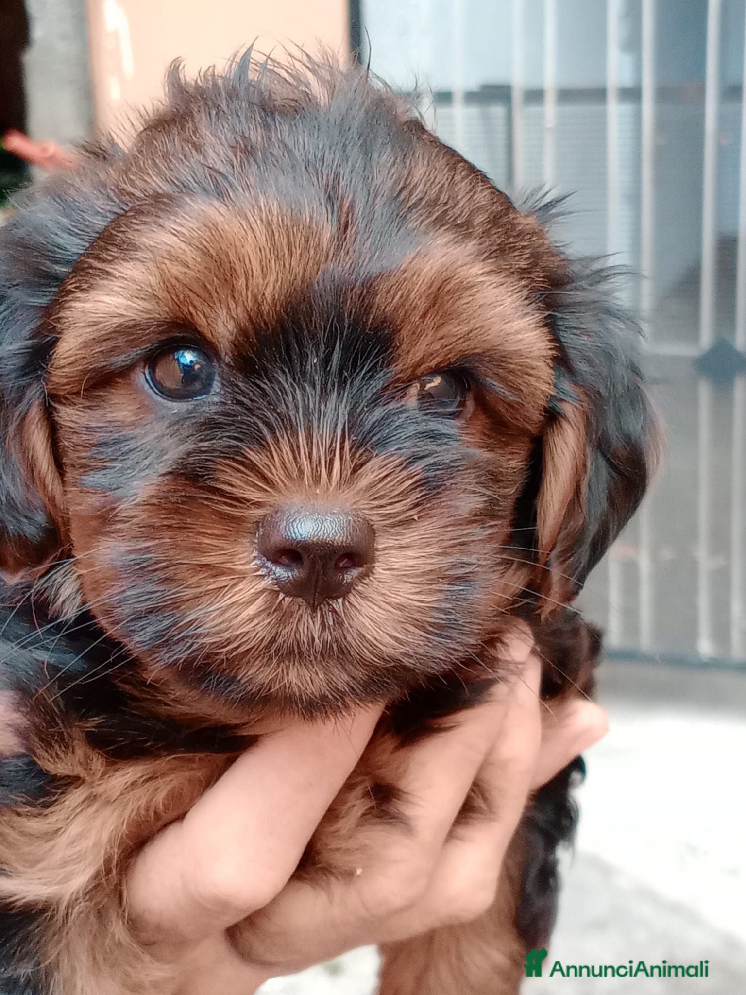 Yorkshire cani NILO, CUCCIOLO - Annuncio 2