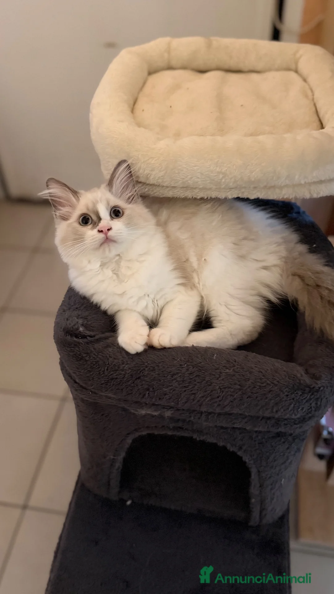 Ragdoll gatti in vendita: Dolcissima Cucciola Ragdoll Blu Bicolor a Provincia di Macerata - Annuncio 4