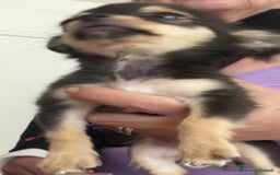Chihuahua cani in vendita: chihuahua messicano a Città metropolitana di Roma Capitale - Immagine 2