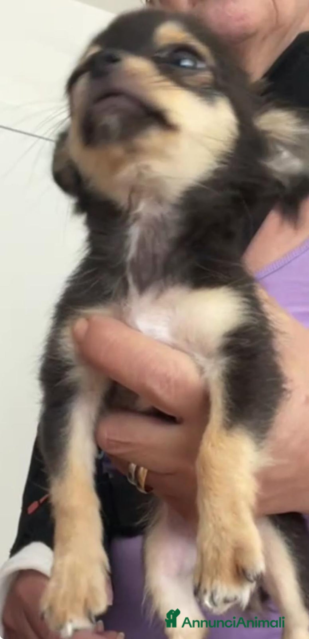 Chihuahua cani in vendita: chihuahua messicano a Città metropolitana di Roma Capitale - Immagine 2