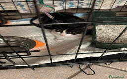Europeo gatti in regalo: Gattino europeo a Città metropolitana di Roma Capitale - Immagine 2