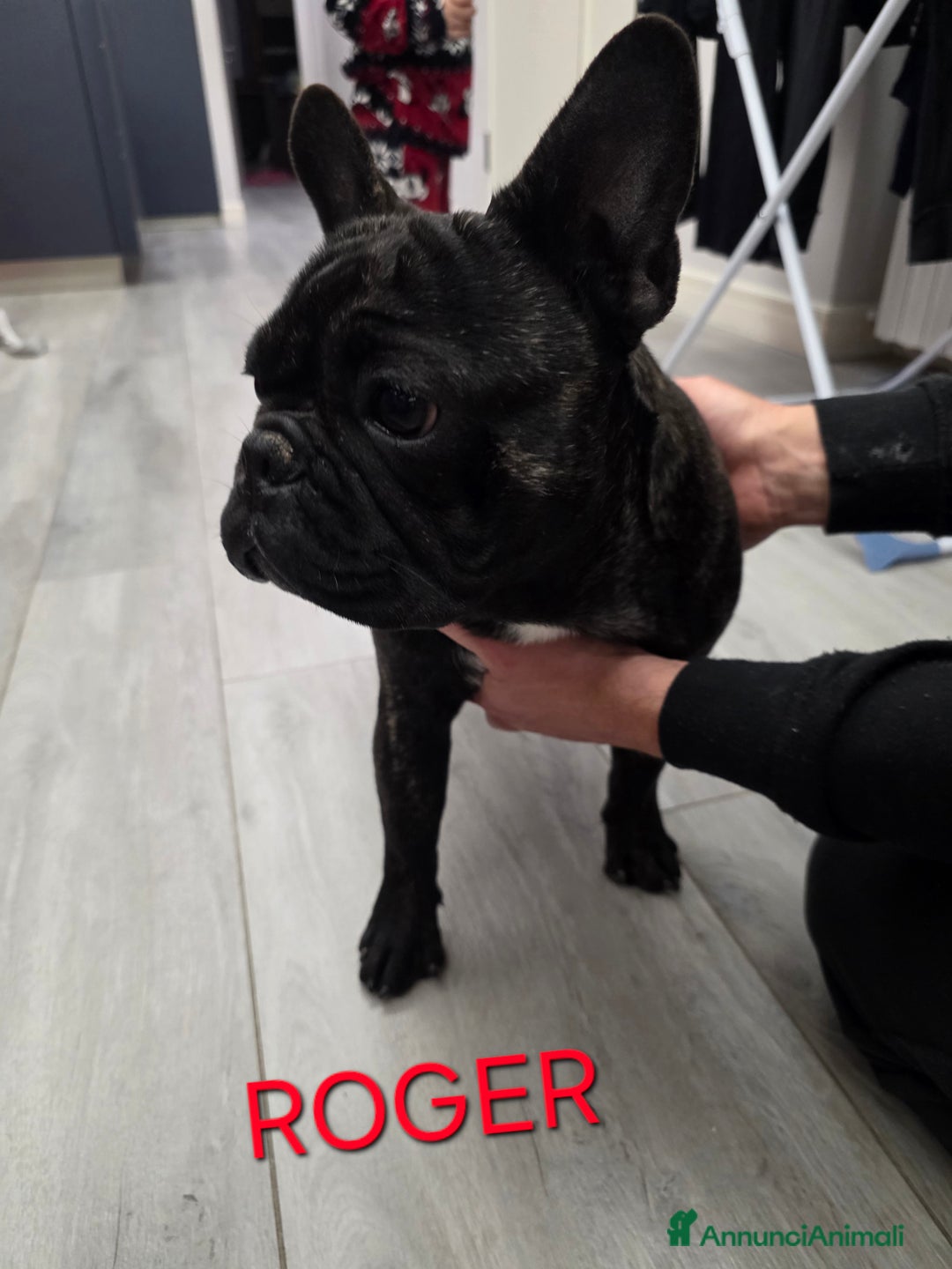 Bulldog Francese cani in vendita: Cuccioli bulldog francese con pedigree  - Annuncio 5