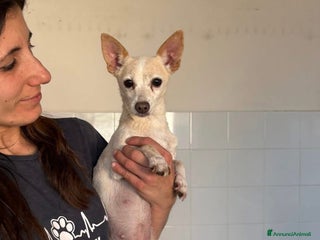 Chihuahua cani Luna ♥️ - Annuncio 2