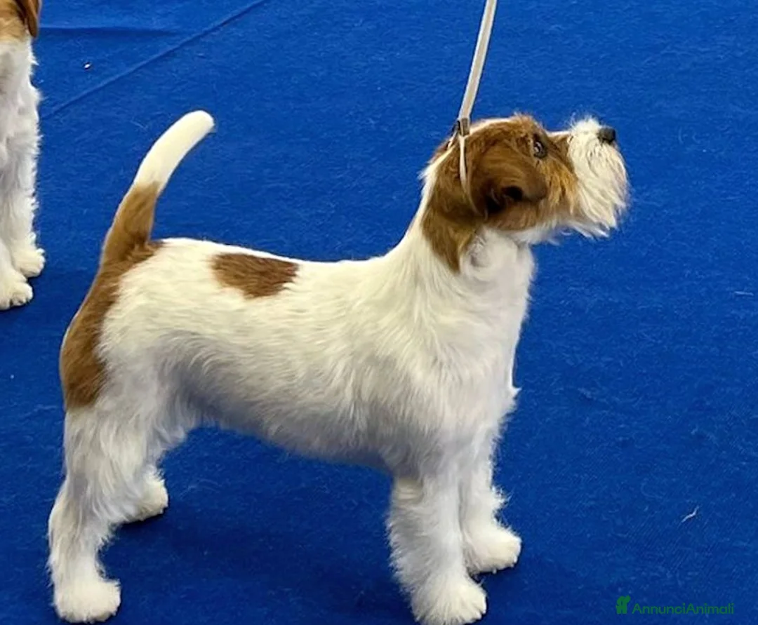 Jack Russell cani in vendita: Cucciol0 Jack ruvid0 - Annuncio 25