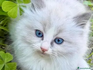 Ragdoll gatti cuccioli di ragdoll - Annuncio 2