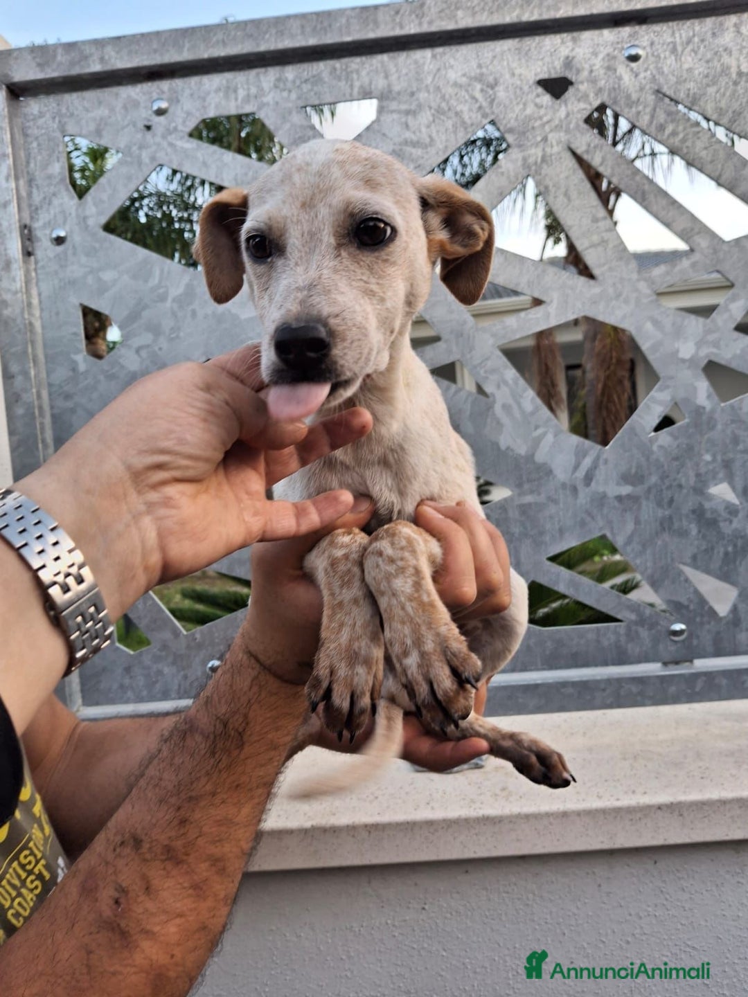 Meticcio cani in regalo: CUCCIOLO 💙 - di nome e di fatto!! Cerca casa 🙏🏻 - Annuncio 3