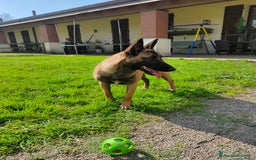 Pastore Belga cani in vendita: Pastore belga a Città metropolitana di Milano - Immagine 6