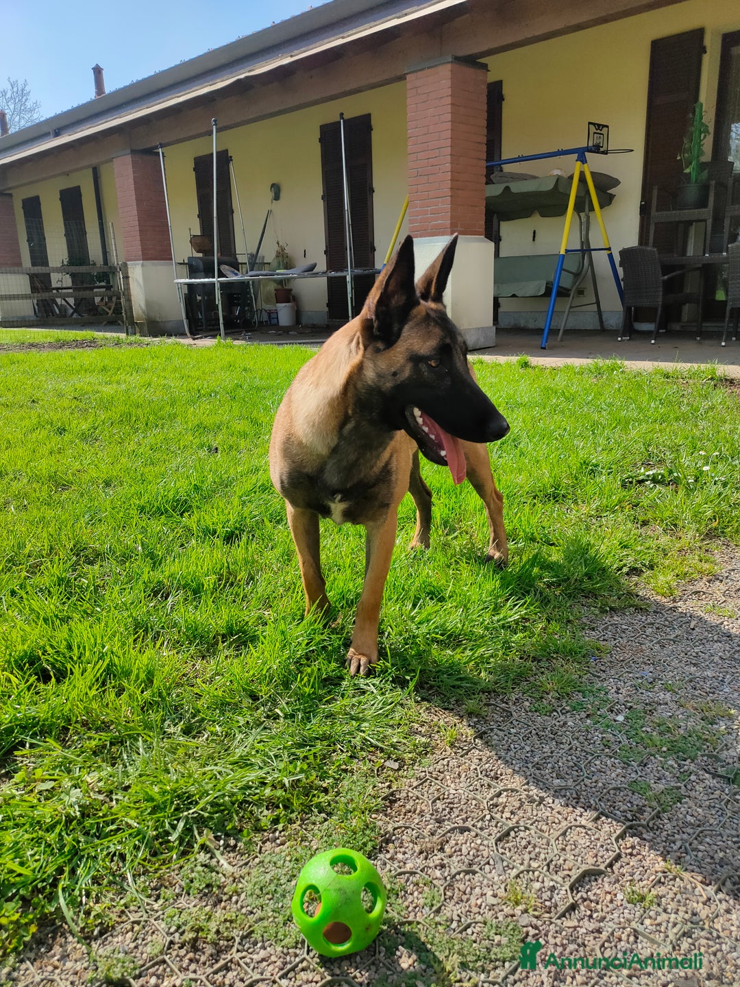 Pastore Belga cani in vendita: Pastore belga a Città metropolitana di Milano - Immagine 6