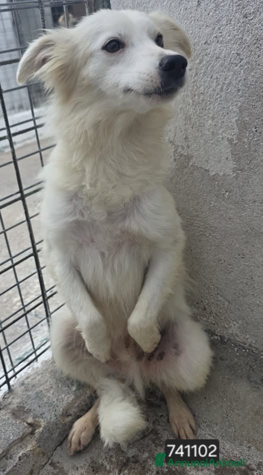 Volpino Italiano cani Noa .. - Annuncio 29