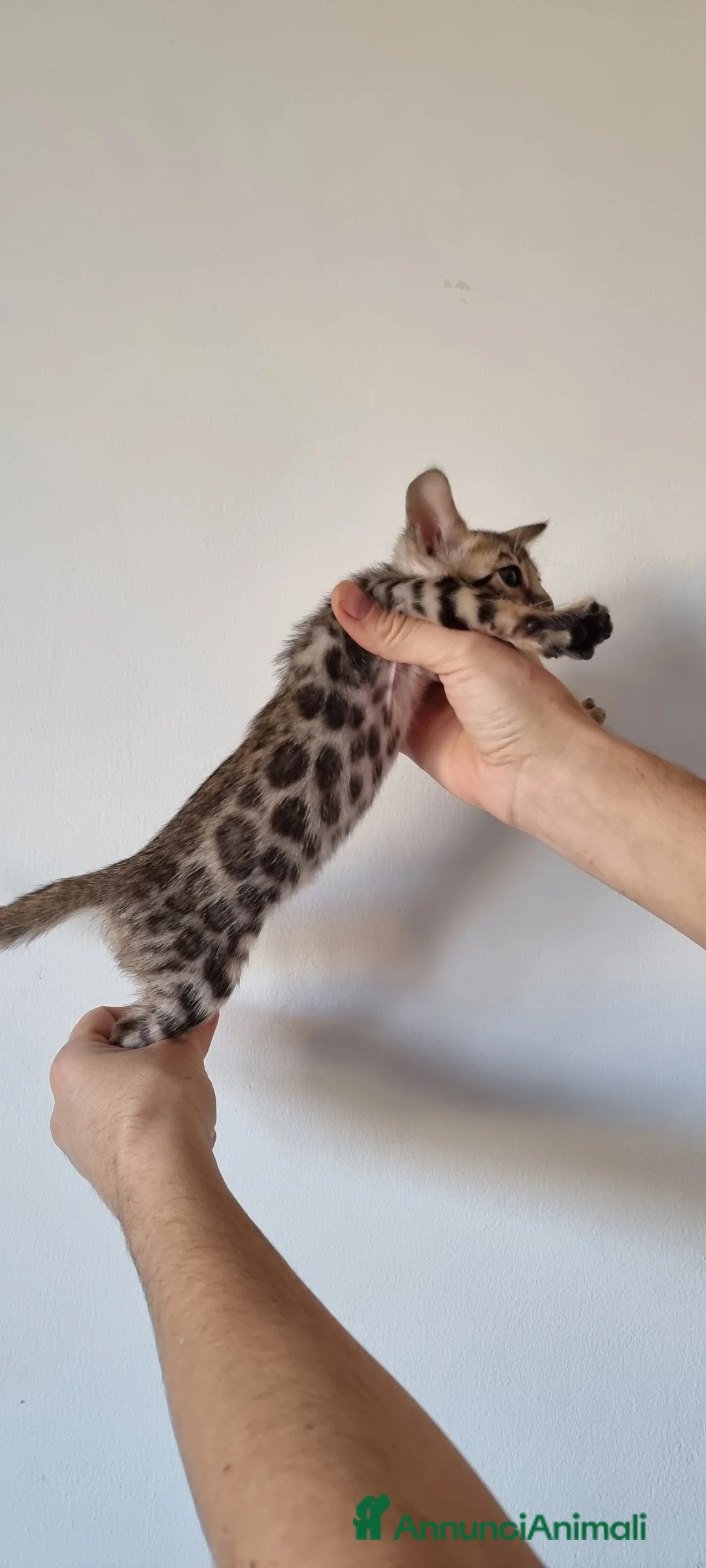 Bengala gatti in vendita: Gattini Bengala con Pedigree  - Annuncio 3