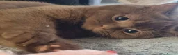 British gatti in vendita: British shorthair  - Annuncio 2