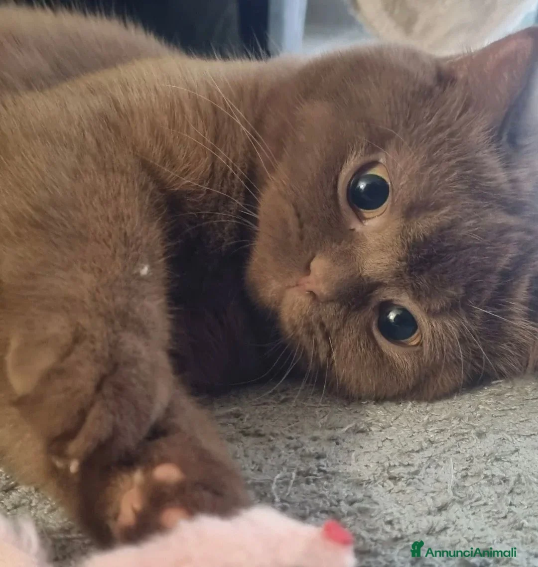 British gatti in vendita: British shorthair  - Annuncio 2