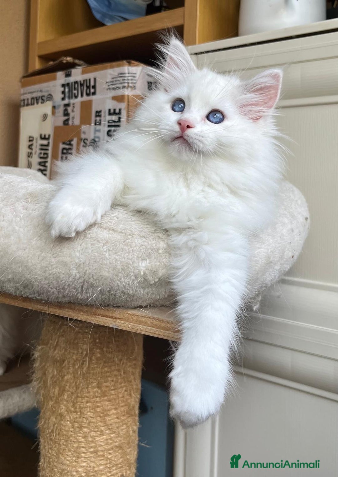 Ragdoll gatti in vendita: Cucciola Lilac bicolor  - Annuncio 3