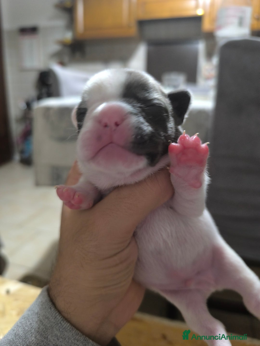 Bulldog Francese cani in vendita: Bulldog francese  - Annuncio 5