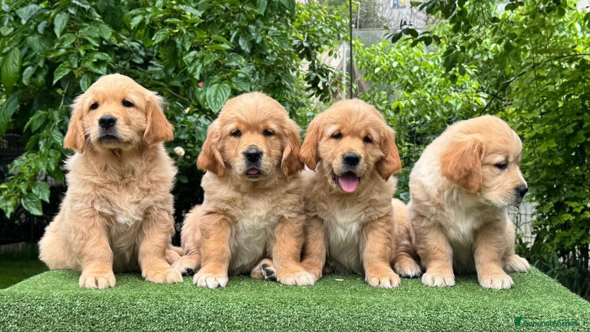 Golden Retriever cani Allevamento professionale  cucciolata inglese - Annuncio 31