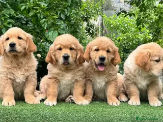Golden Retriever cani Allevamento professionale cucciolata inglese - Annuncio 10