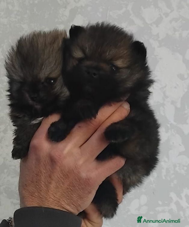 Volpino Pomerania cani Volpino Pomerania  - Annuncio 14