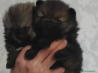 Volpino Pomerania cani Volpino Pomerania - Annuncio 1