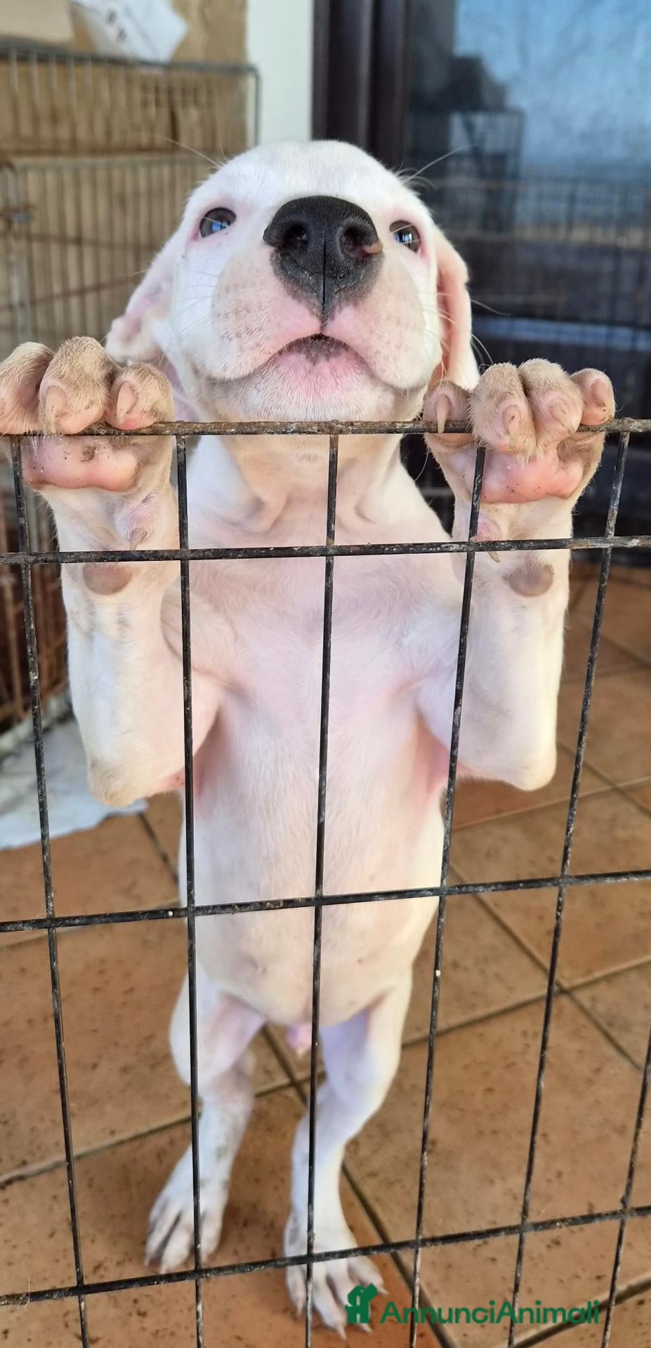 Meticcio cani Cucciolo simil pitbull/dogo argentino - Annuncio 2