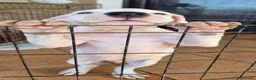 Meticcio cani in regalo: Cucciolo simil pitbull/dogo argentino a Provincia di Alessandria - Annuncio 1