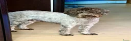 Lagotto cani in vendita: Cuccioli di Lagotto romagnolo - Annuncio 4