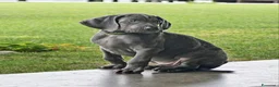 Weimaraner cani in vendita: Weimaraner  - Annuncio 6