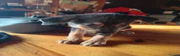 Meticcio cani in regalo: Bellissimi cagnolini - Annuncio 1