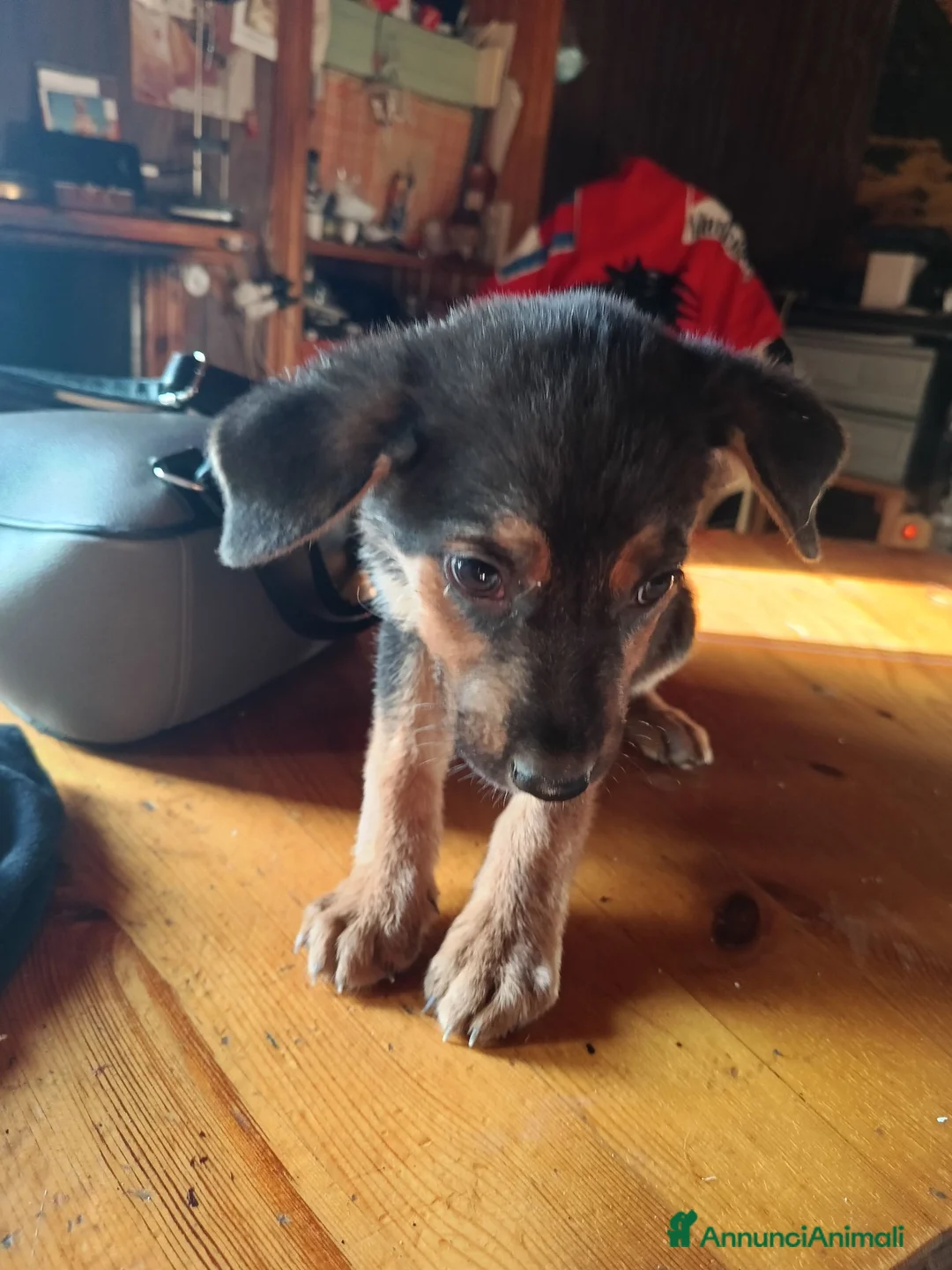 Meticcio cani in regalo: Bellissimi cagnolini - Annuncio 1