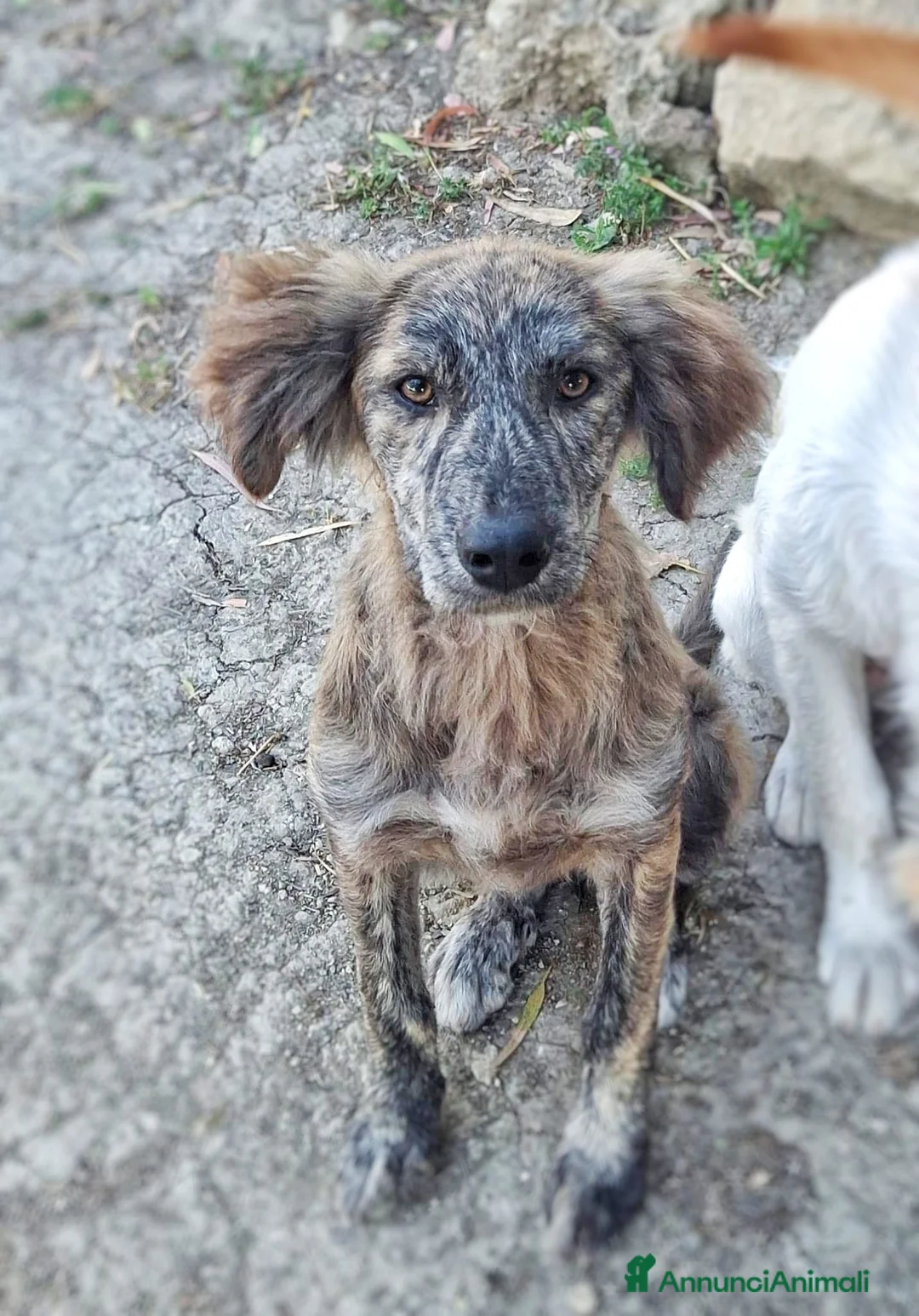 Meticcio cani in regalo: BRESAOLA 🩷 osserva tutto. E impara in fretta. a Provincia di Padova - Annuncio 5