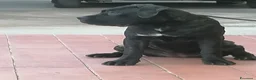 Cane Corso cani in regalo: Cucciole Cane Corso  - Annuncio 5