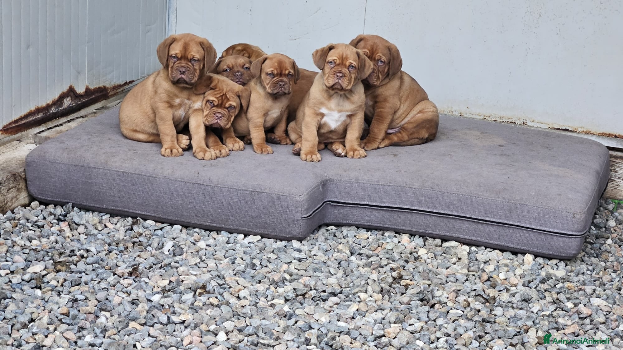 Dogue de Bordeaux cani Cucciolata Dogue de Bordeaux  - Annuncio 1