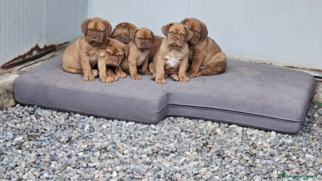 Dogue de Bordeaux cani in vendita: Cucciolata Dogue de Bordeaux  - Annuncio 1