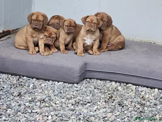 Dogue de Bordeaux cani Cucciolata Dogue de Bordeaux - Annuncio 2