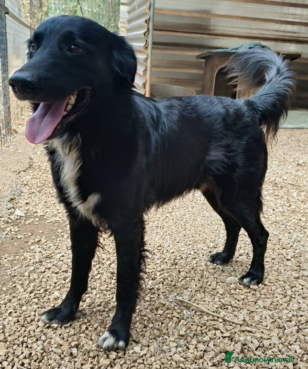 Meticcio cani in regalo: Sansone cagnolino speciale adatto a tutti - Annuncio 7