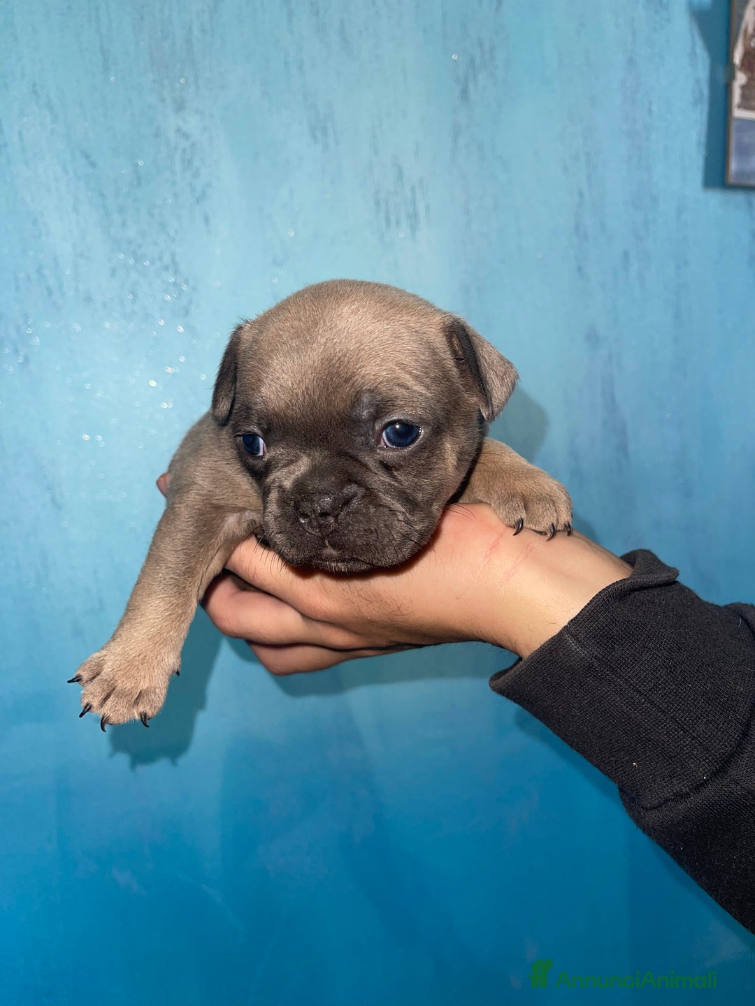 Bulldog Francese cani in vendita: Bulldog francese esotico - Annuncio 1