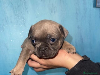 Bulldog Francese cani Bulldog francese esotico - Annuncio 7