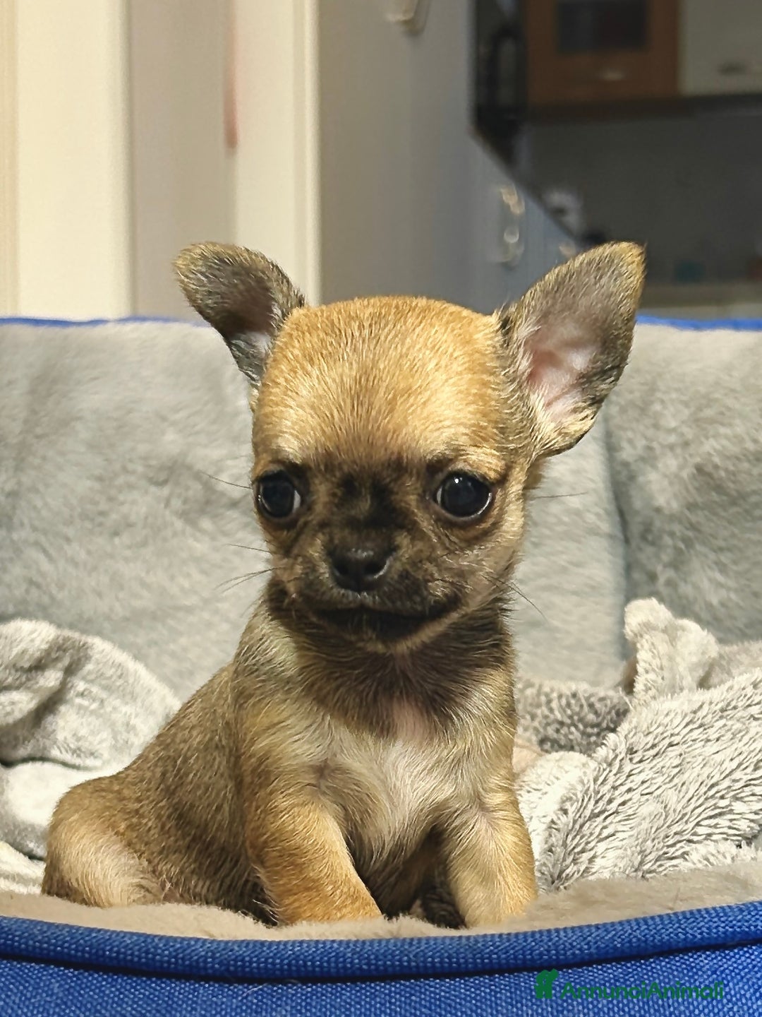 Chihuahua cani in vendita: Chihuahua  - Annuncio 3