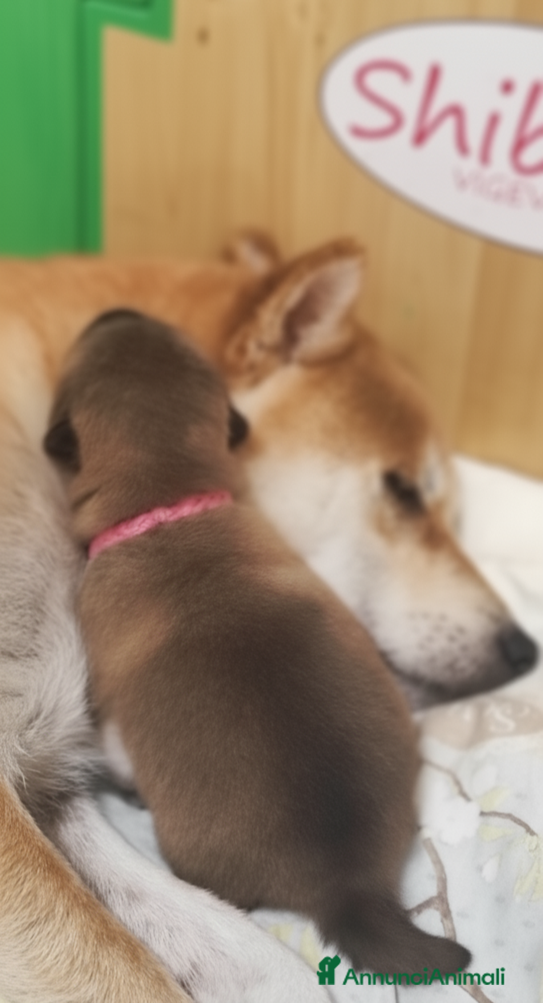 Shiba Inu cani in vendita: Cuccioli di Shiba Inu con genitori testati - Annuncio 19