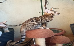 Bengala gatti in vendita: Maschietto & Feminuccia 🥰 - Annuncio 10