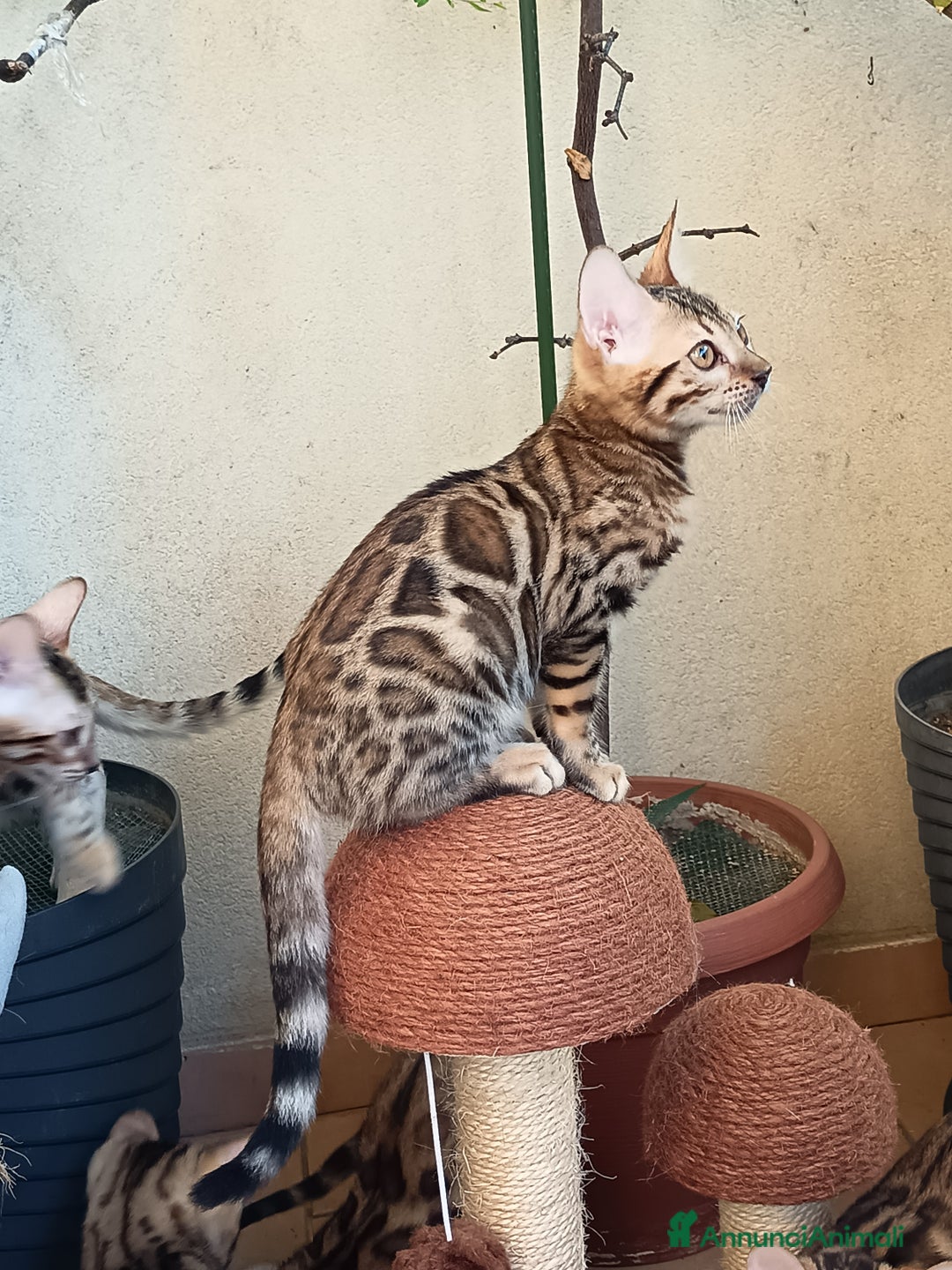 Bengala gatti in vendita: Maschietto & Feminuccia 🥰 - Annuncio 10