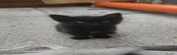 Meticcio gatti in regalo: Gattina nera cerca casa a Provincia dell'Aquila - Annuncio 8