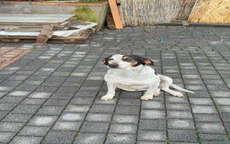 Meticcio cani in regalo: Meticcio incrocio pointer boxer  a Città metropolitana di Catania - Immagine 6